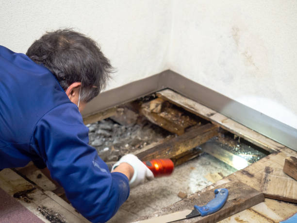 Charleston, MS Mold Remediation Company