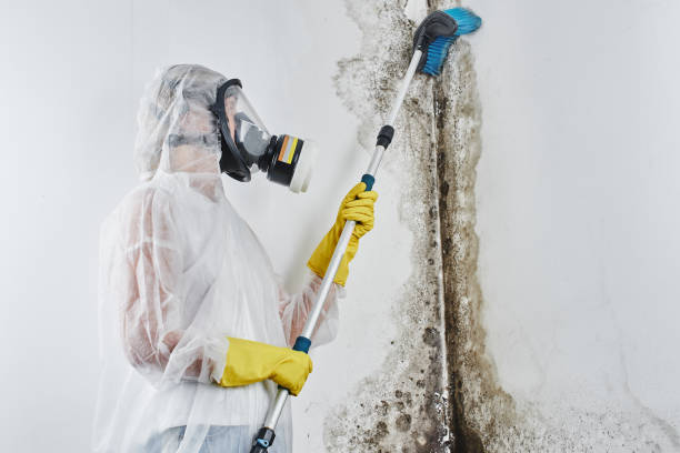Best Industrial Mold Remediation in Charleston, MS