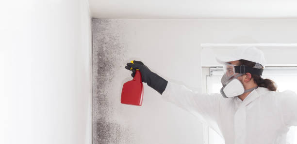 Best Commercial Mold Remediation in Charleston, MS