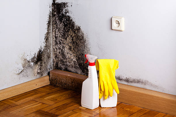 Best HVAC Mold Remediation in Charleston, MS