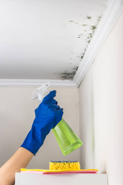 Best Kitchen Mold Remediation in Charleston, MS